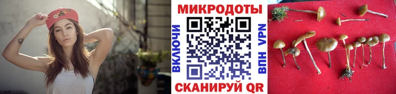 Галлюциногенные грибы Psilocybe  Цимлянск 